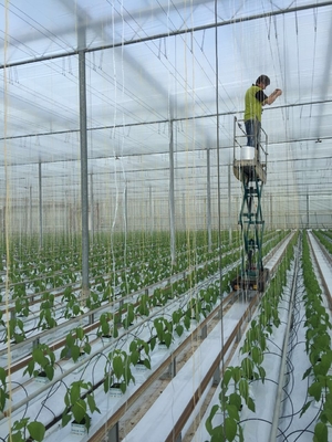 100% PP Virgin Material Tomato Tying Rope Agricultural String