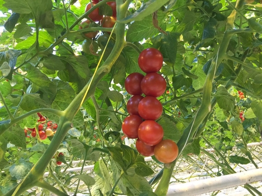 Free Sample Tomato Polypropylene Tying Twine , Plastic Twine Rope 9000 Denier