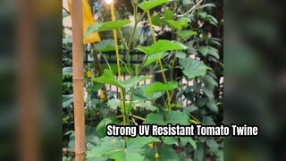 ریسمان بستن گوجه فرنگی مقاوم در برابر اشعه ماوراء بنفش برای حمایت قوی از گیاه