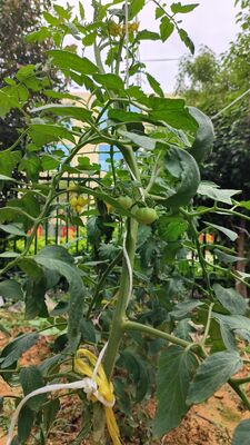 UV استقرار PP کشاورزی Trellis Twine با قدرت کشش بالا برای حمایت از بالا رفتن گوجه فرنگی و خیار